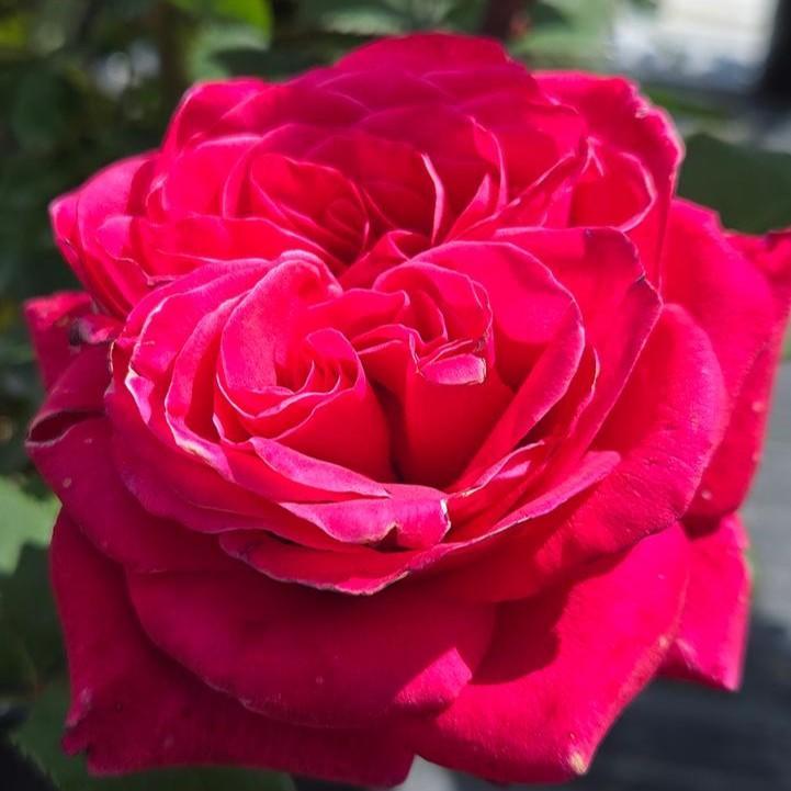 Rosa x - Showpiece™ Lipstick Rose