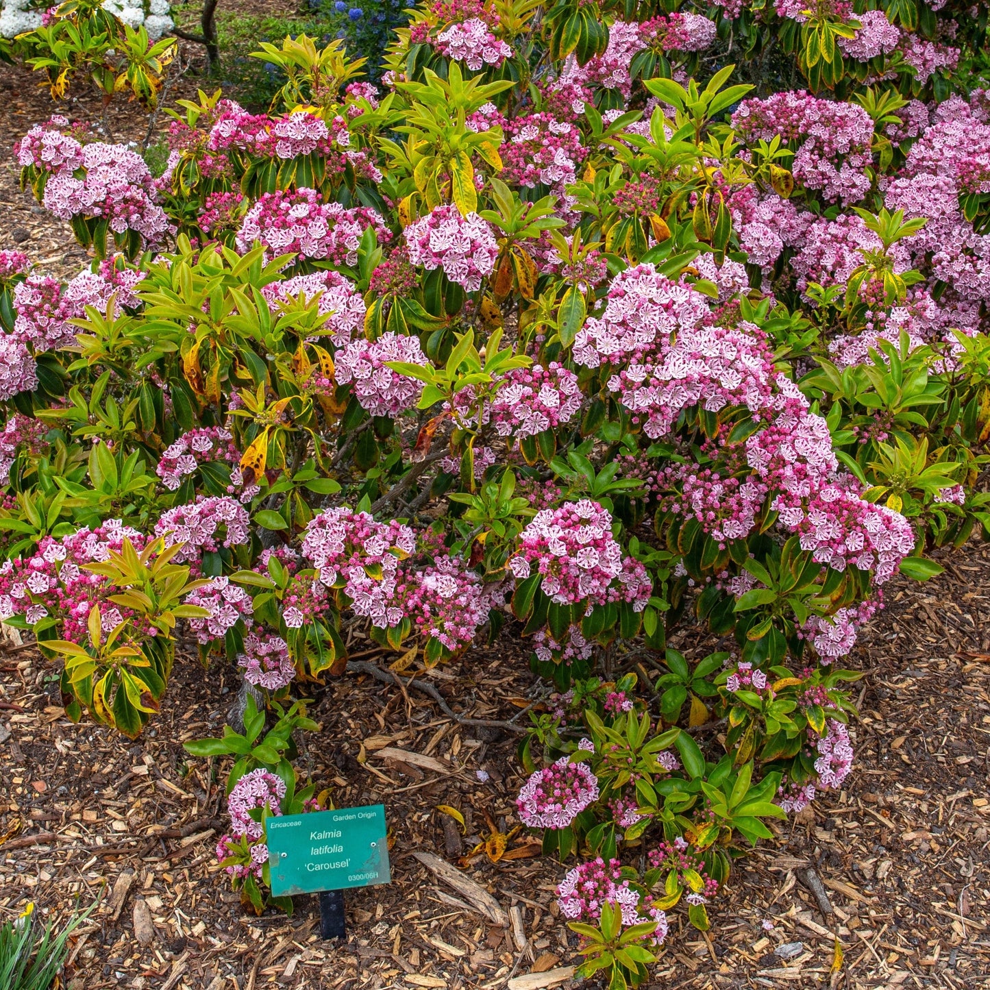 Kalmia latifolia - Carousel Mountain Laurel