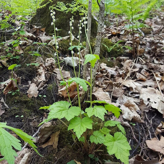 Mitella diphylla - Brewer's Cap