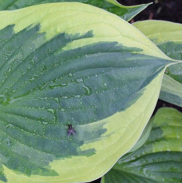 Hosta - Earth Angel Hosta