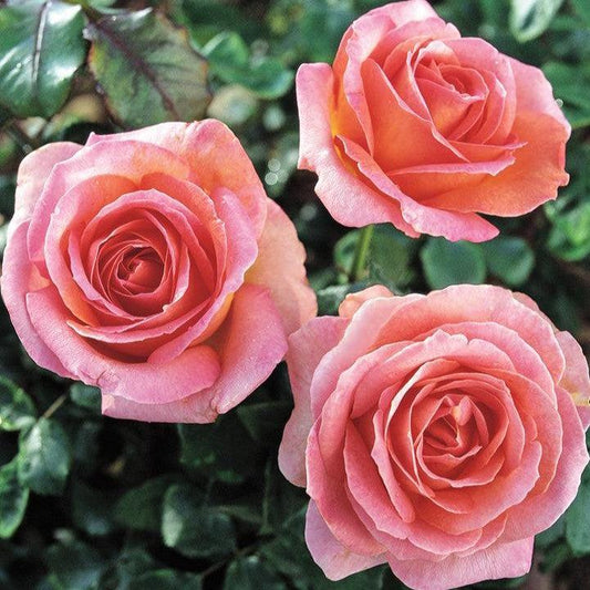 Rosa - Elle® Rose