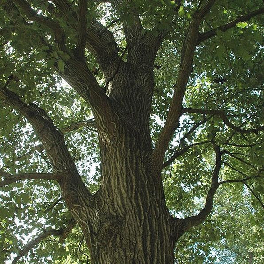 Quercus rubra - Northern Red Oak