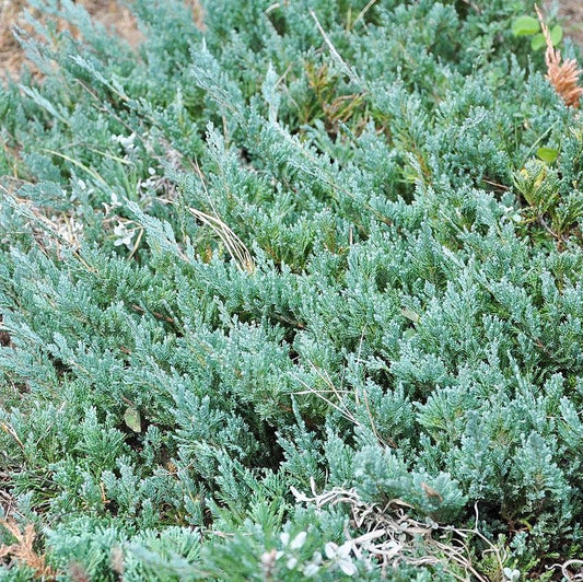 Juniperus horizontalis - Icee Blue® Juniper