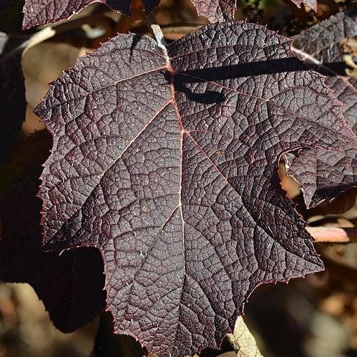 Hydrangea quercifolia - Pee Wee Oakleaf Hydrangea