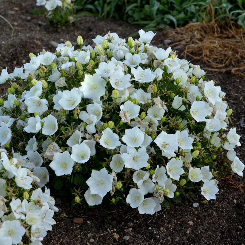 Campanula carpatica - Rapido White Bellflower