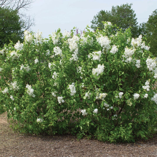 Syringa vulgaris - New Age™ White Lilac