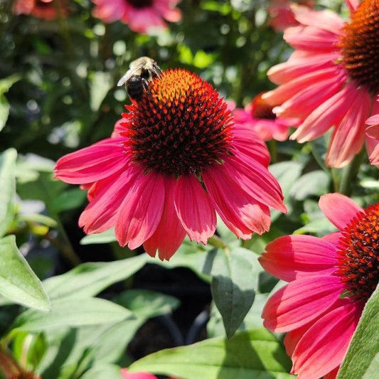Echinacea purpurea - Eye-catcher™ Tanager Echinacea