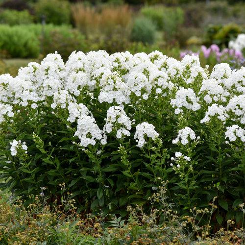 Phlox paniculata - Luminary® Backlight Phlox