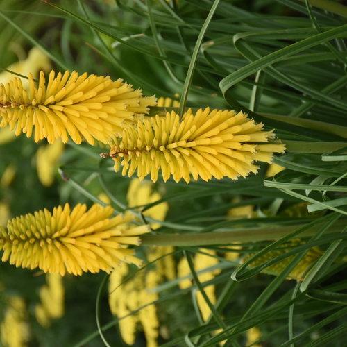 Kniphofia - PW® Pyromania® Solar Flare Red Hot Poker