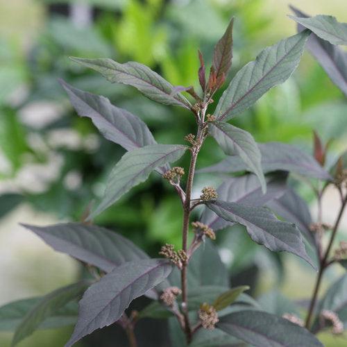 Callicarpa - Pearl Glam® Beautyberry