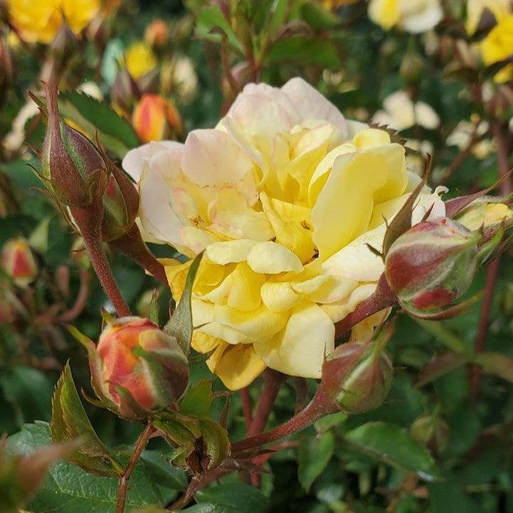 Rosa - Color Cocktail™ Rose