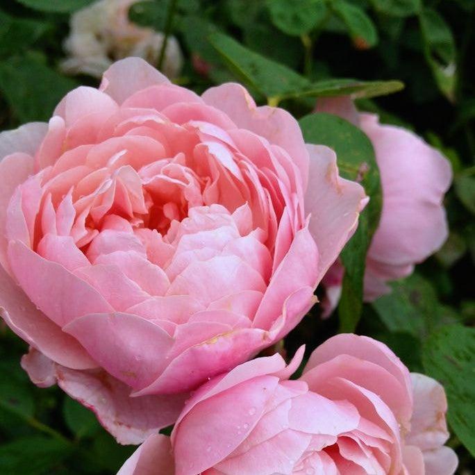 Rosa - Brother Cadfael® Rose