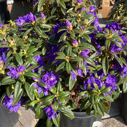 Rhododendron - Blue Baron Rhododendron