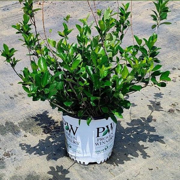 Aronia melanocarpa - PW® Low Scape Mound® Aronia