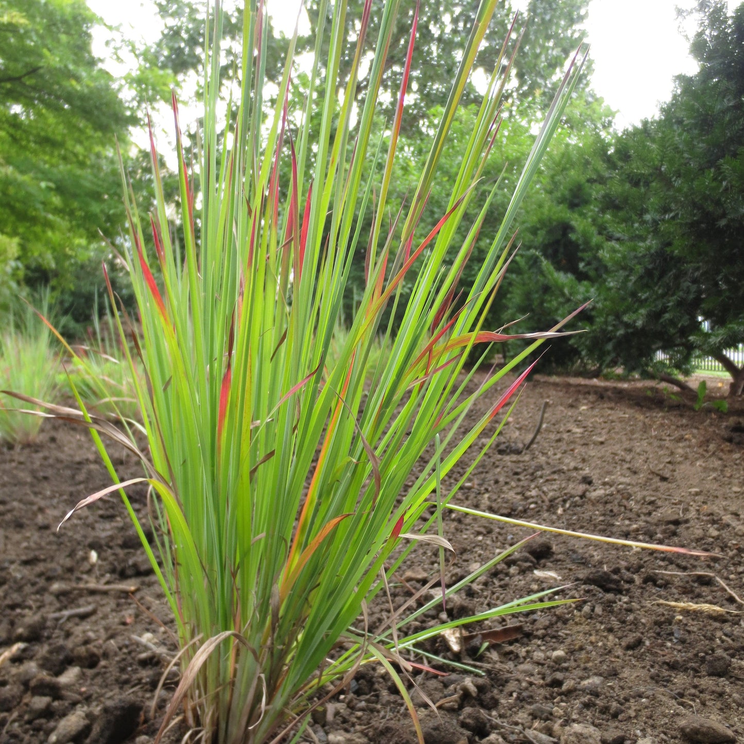 Schizachyrium scoparium - Standing Ovation Little Bluestem