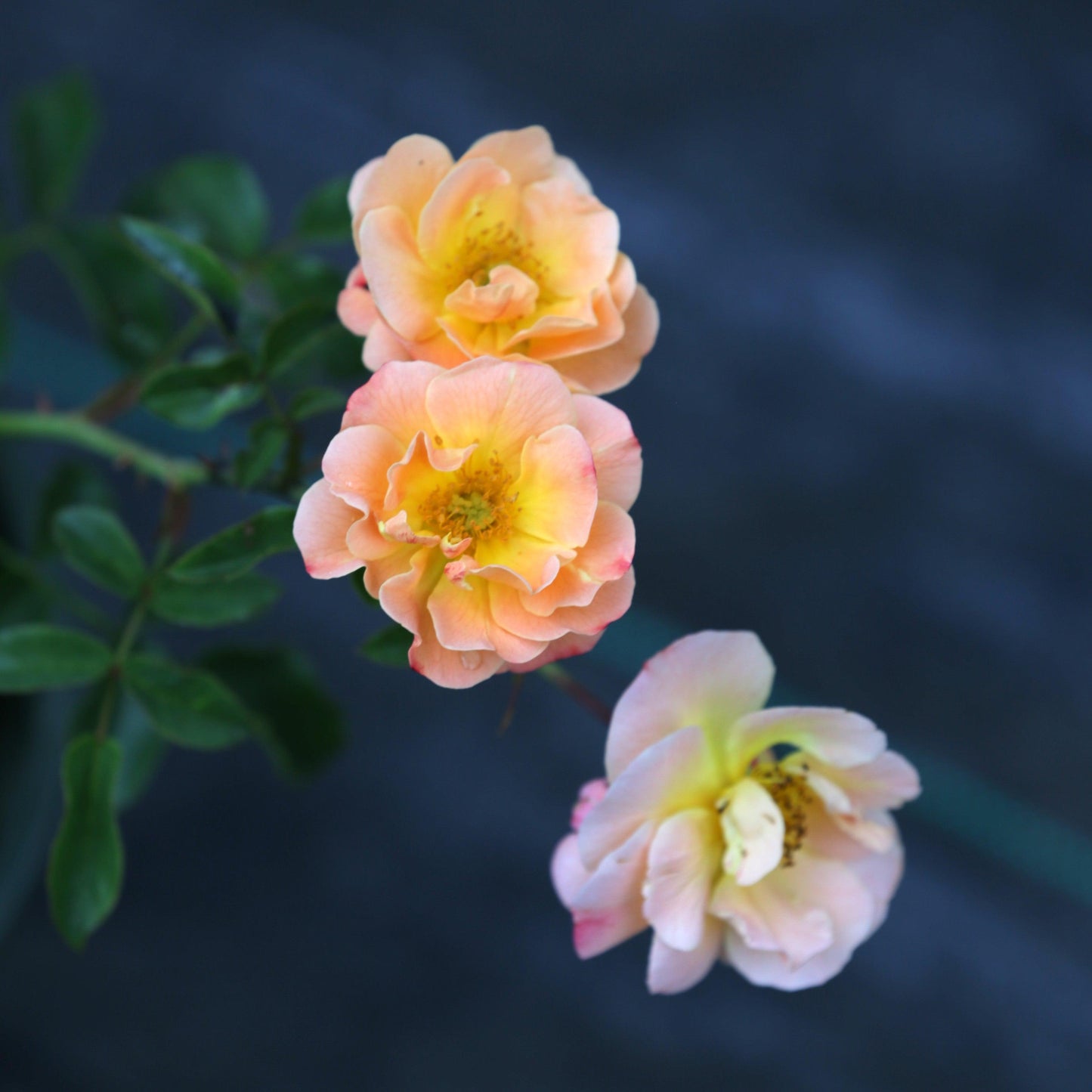 Rosa x - Flower Carpet® Amber Rose