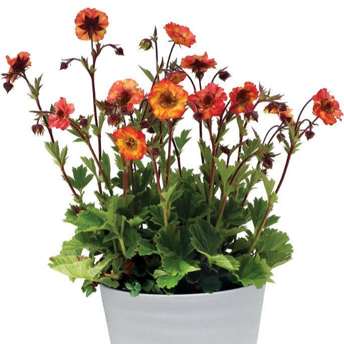 Geum x - Tempo™ Fiesta Avens