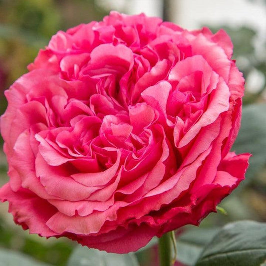 Rosa - Loves Me, Loves Me Not™ Rose