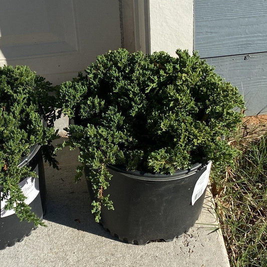 Juniperus procumbens 'Nana' - Japanese Garden Juniper