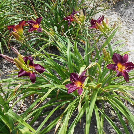 Hemerocallis - Bela Lugosi Daylily