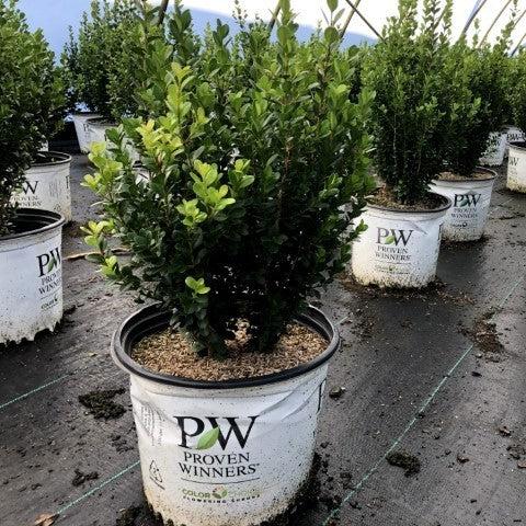 Buxus microphylla - Sprinter® Boxwood