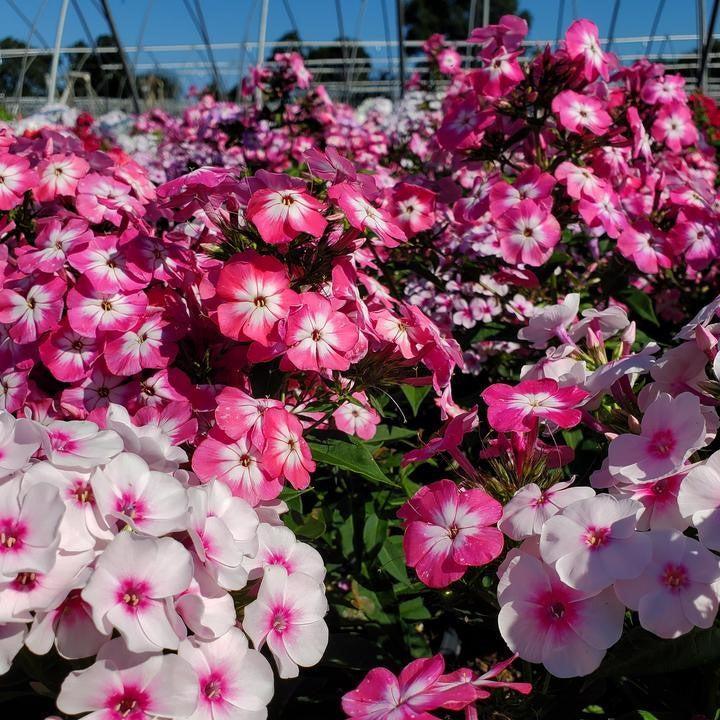 Phlox paniculata - Volcano® Melody Phlox
