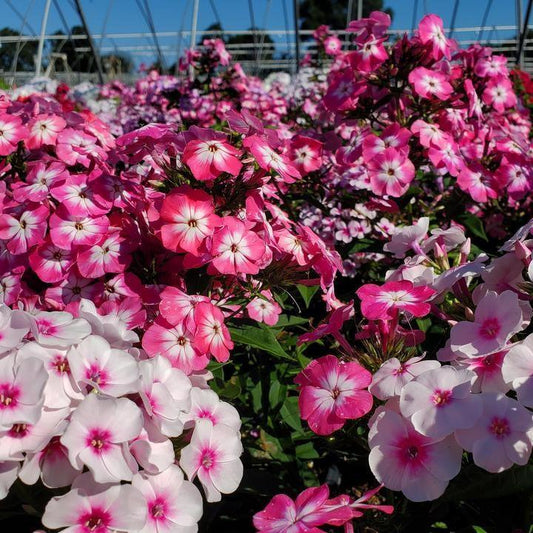 Phlox paniculata - Volcano® Melody Phlox