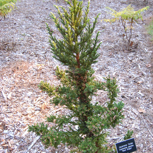 Cryptomeria japonica - Black Dragon Japanese Cedar