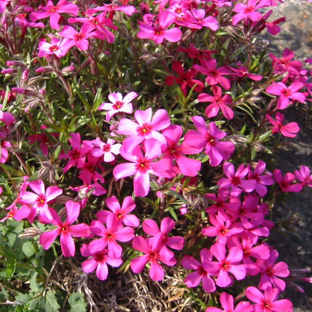 Phlox subulata - Scarlet Flame Creeping Phlox