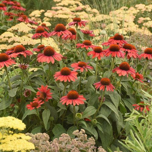 Echinacea - Color Coded® Frankly Scarlet Echinacea