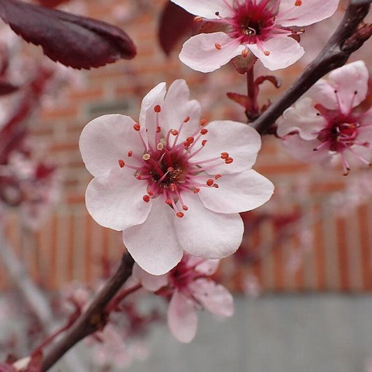 Prunus x cistena - Purpleleaf Sandcherry