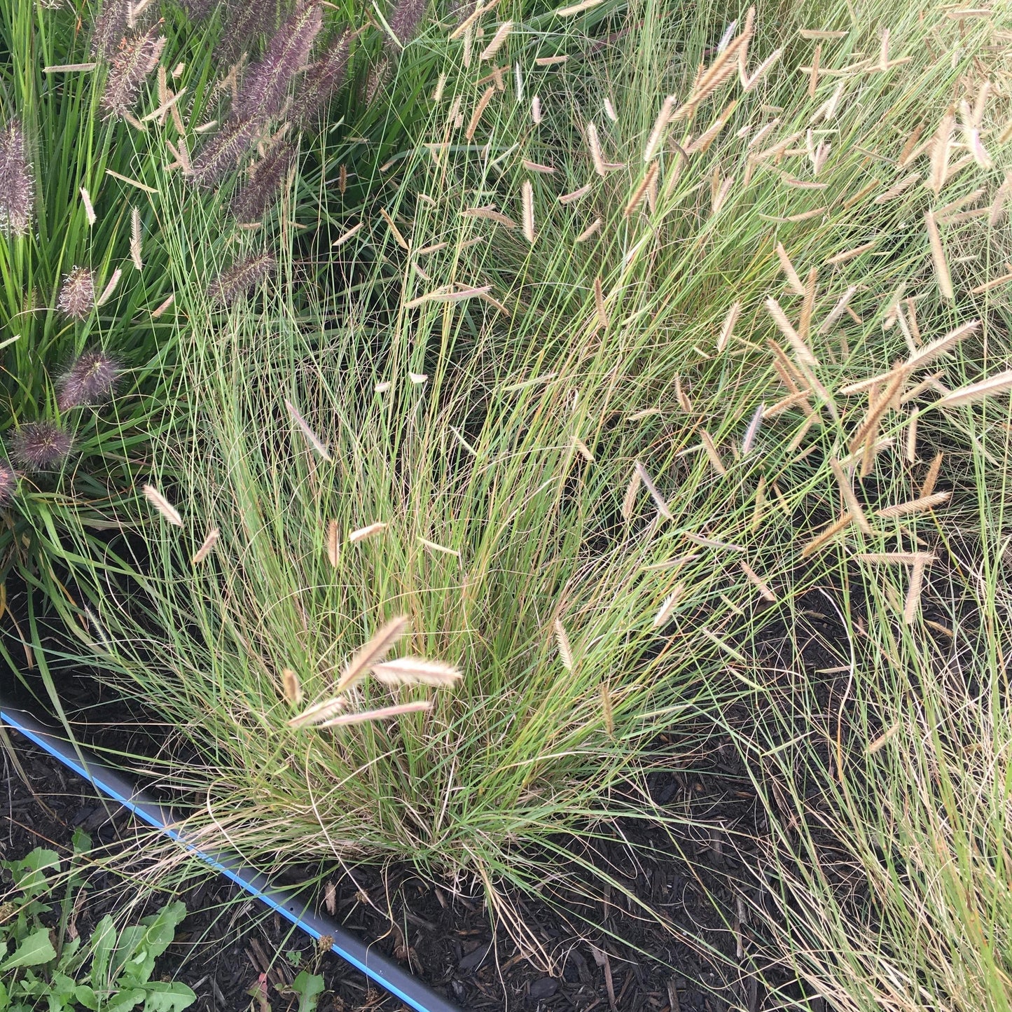 Bouteloua gracilis - Honeycomb Blue Grama
