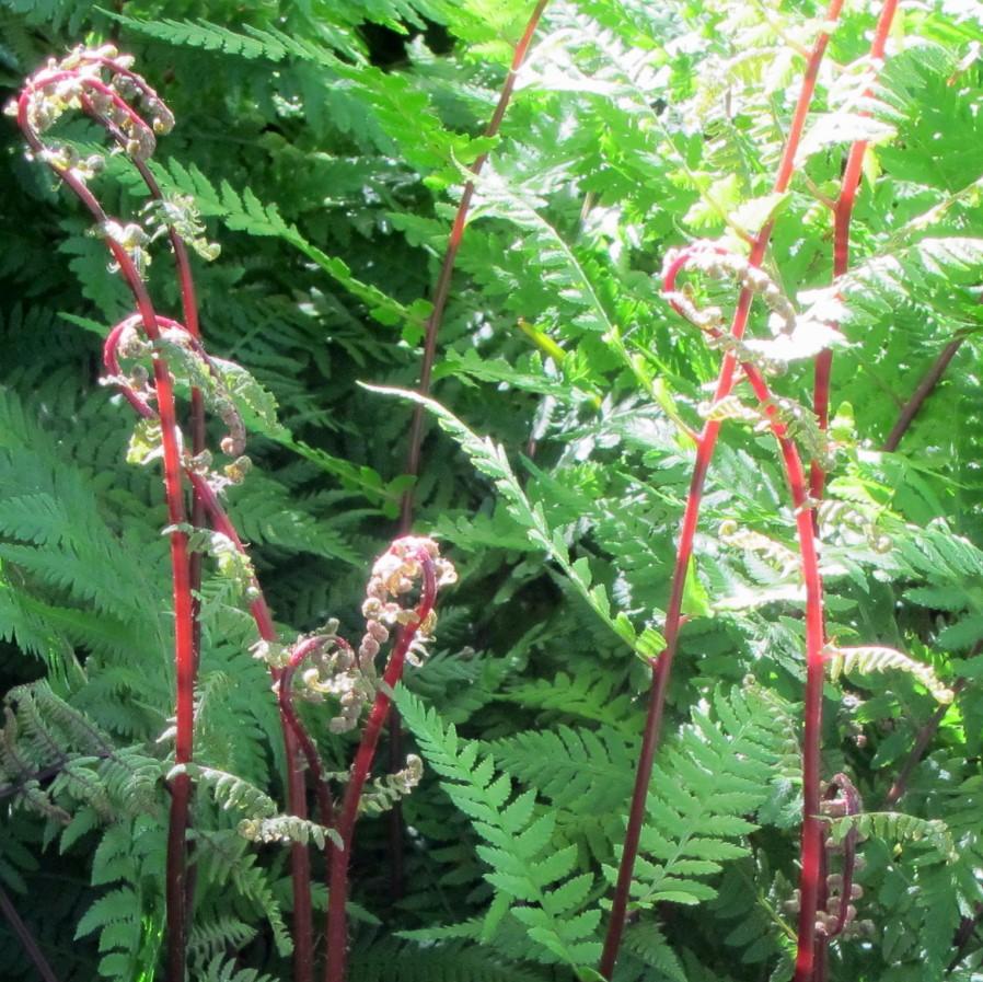 Athyrium filix-femina var. angustum - Lady in Red Fern, Northern Lady Fern