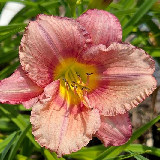 Hemerocallis - Stephanie Returns Daylily