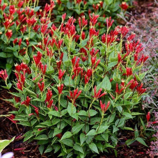 Spigelia marilandica - Apple Slices Indian Pink