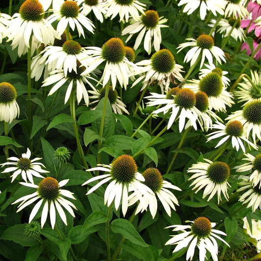 Echinacea purpurea - White Swan Echinacea, Coneflower