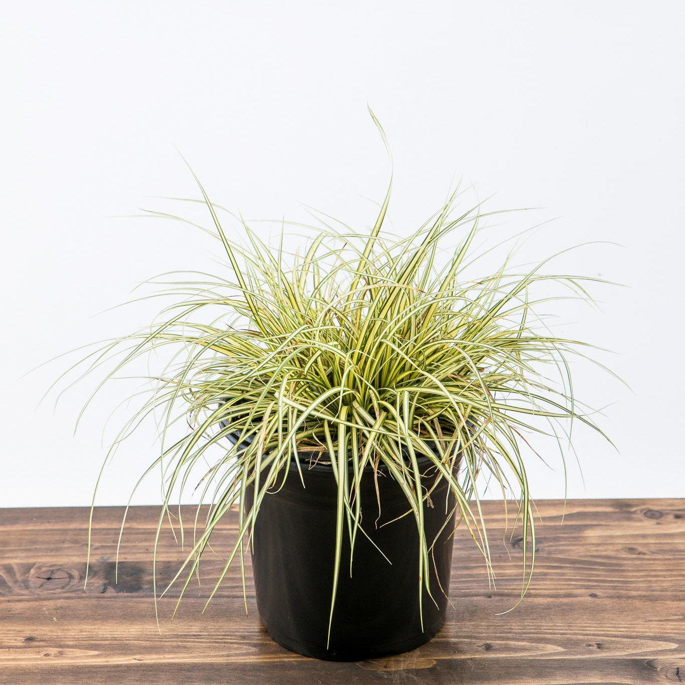 Carex oshimensis - Evergold Variegated Sedge