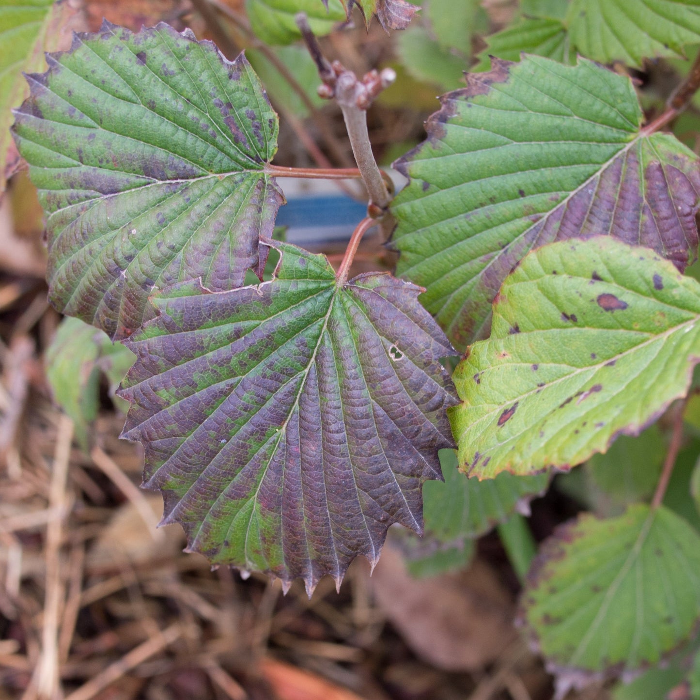 Viburnum dentatum - Autumn Jazz® Viburnum