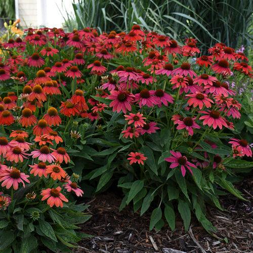 Echinacea - PW® Summersong™ Firefinch™ Coneflower