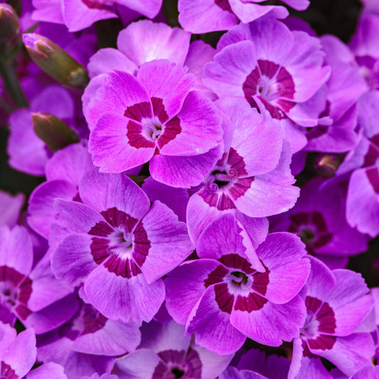 Dianthus x - EverLast™ Violet Blue Dianthus