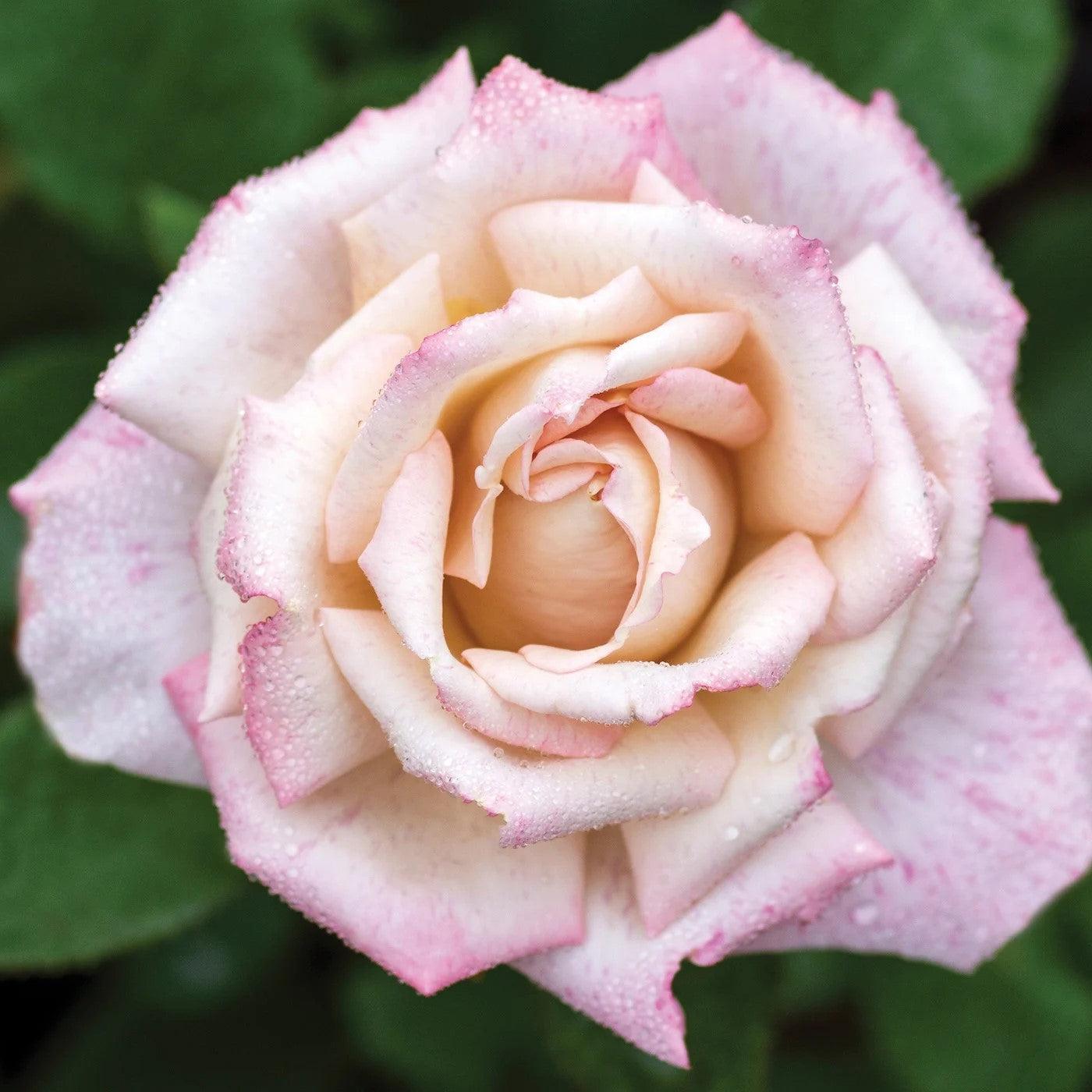 Rosa - Pinkerbelle™ Rose