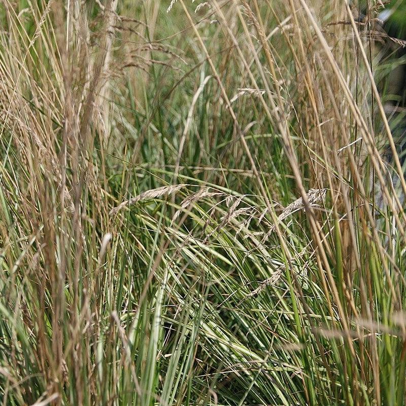 Calamagrostis x acutiflora - Avalanche Feather Reed Grass