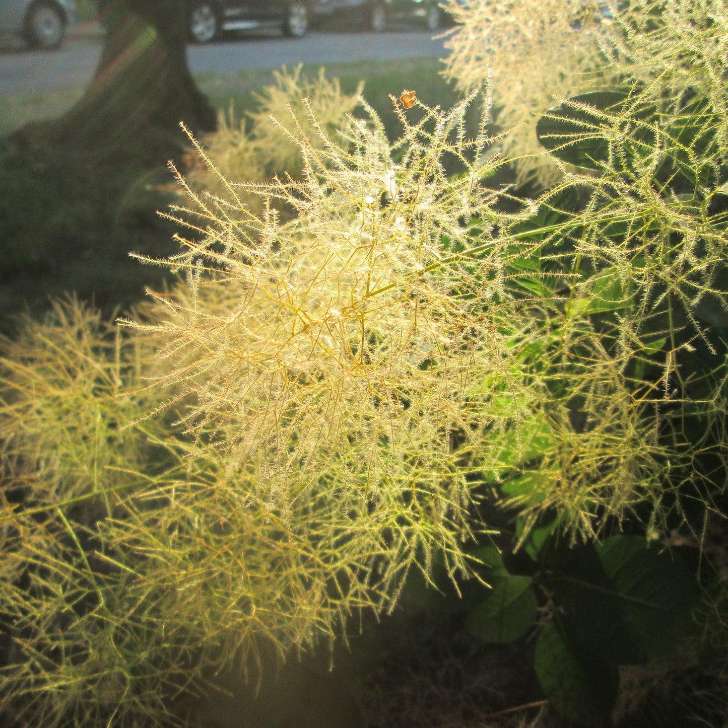 Cotinus coggygria - Winecraft Gold® Smokebush