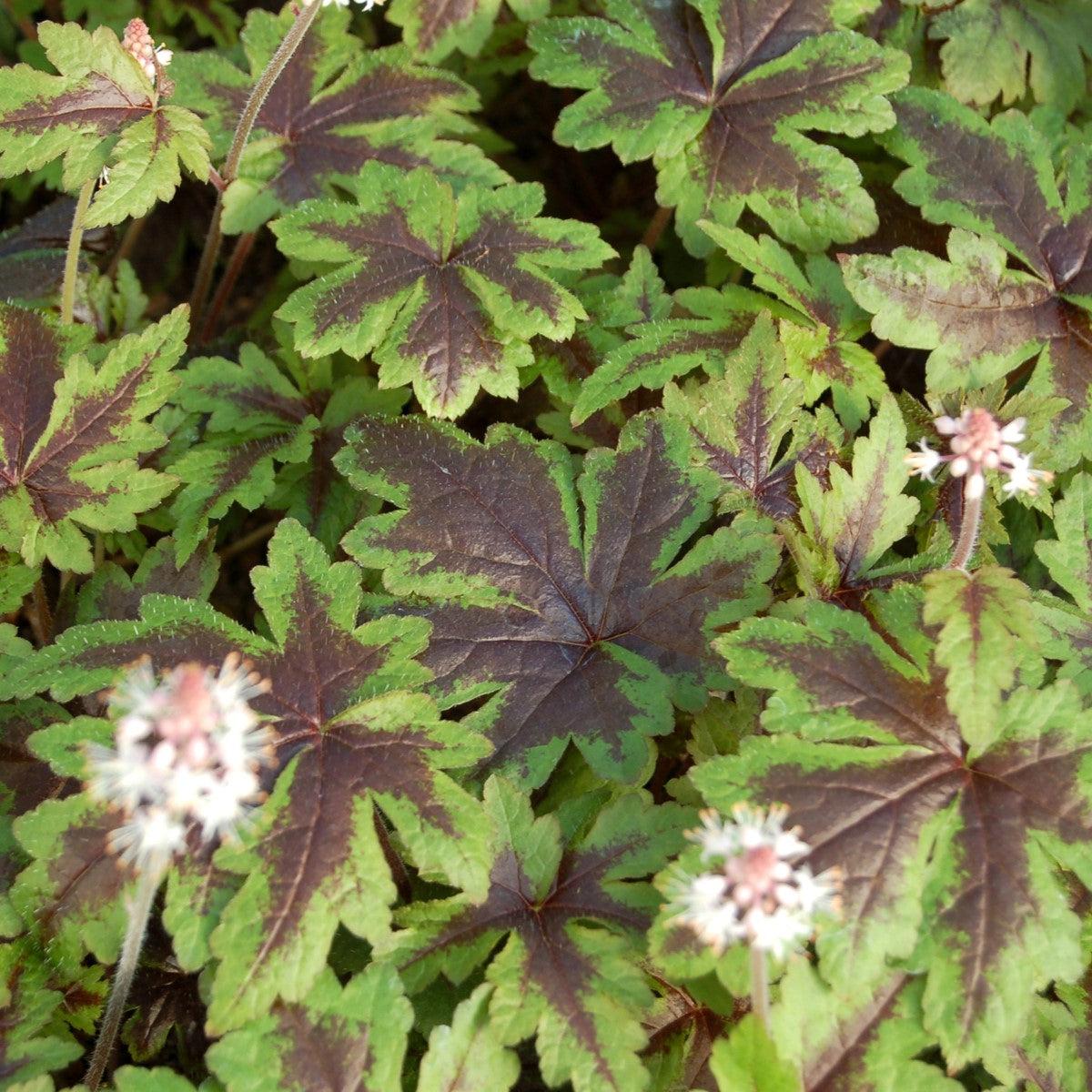 Tiarella - Sugar and Spice Foamflower