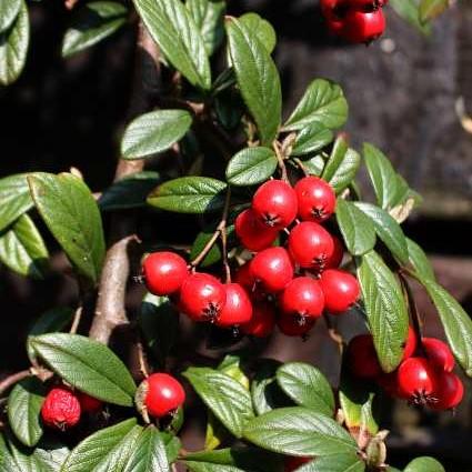 Cotoneaster dammeri - Coral Beauty Cotoneaster