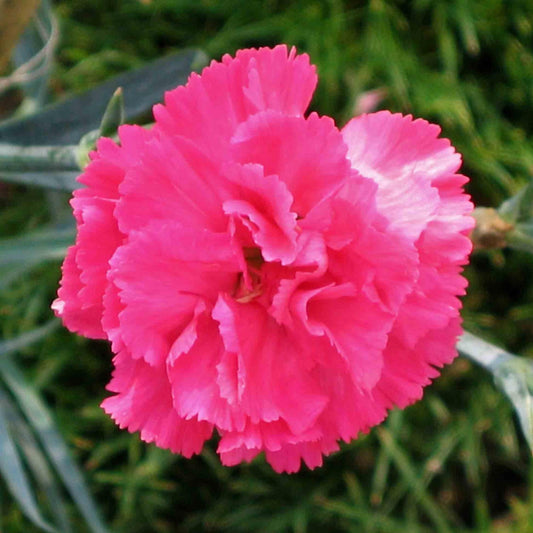 Dianthus - Pretty Poppers™ Double Bubble Dianthus