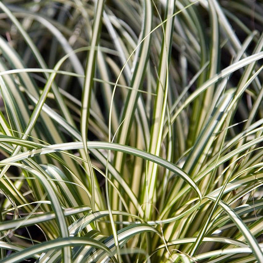 Carex oshimensis - Evergold Variegated Sedge