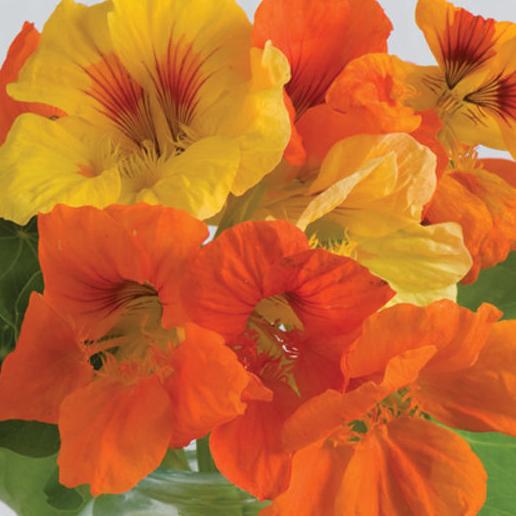 Tropaeolum majus - Kaleidoscope Mix Nasturtium