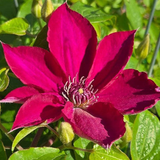 Clematis - Tekla™ Clematis