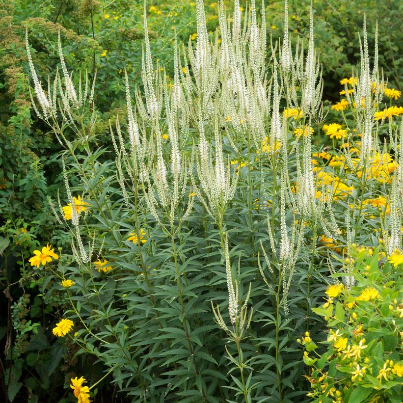 Veronicastrum virginicum 'Album' - White Culver's Root